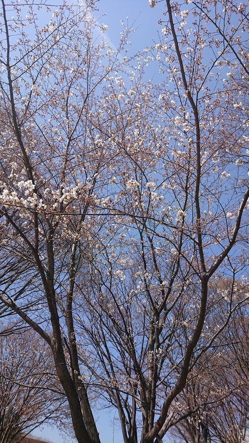 若里桜.jpg
